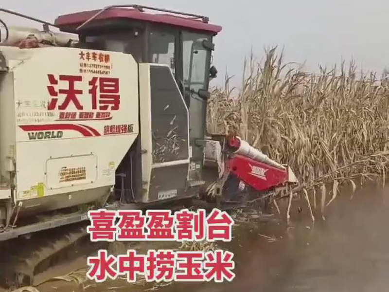 喜盈盈玉米專(zhuān)用割臺(tái)水中收割效果視頻
