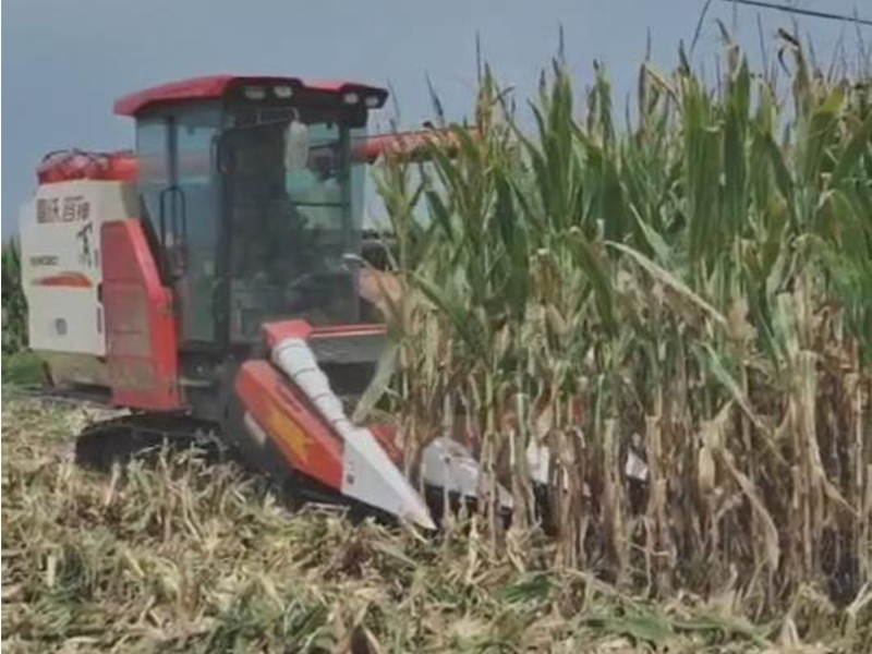 喜盈盈多功能雜糧割臺(tái)收割效果視頻