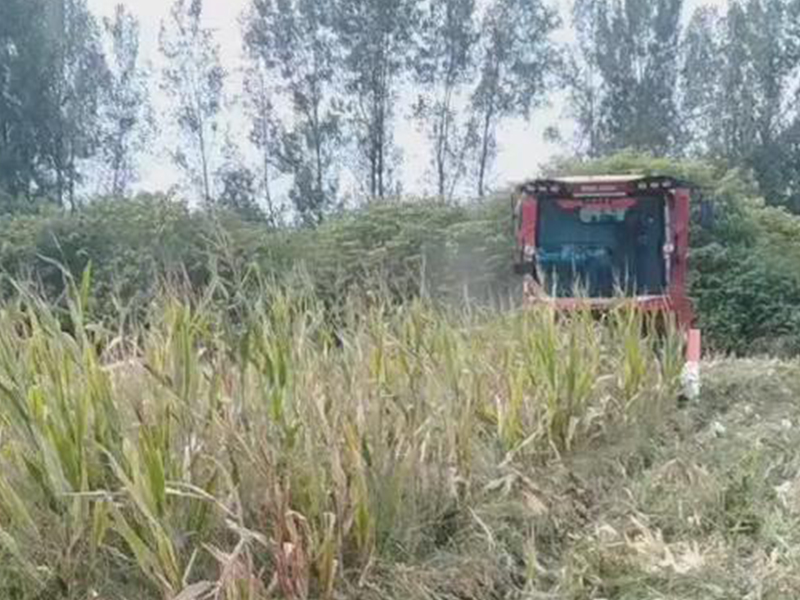 喜盈盈多功能雜糧割臺(tái)收割效果視頻